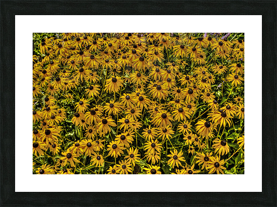 Black-eyed Susans Picture Frame print
