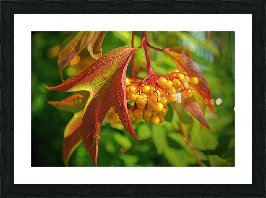 Viburnum sargentii Koehne Picture Frame print