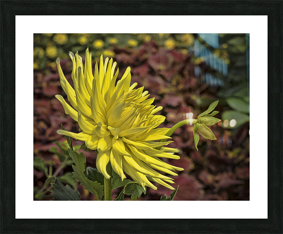 Yellow Dahlia Picture Frame print