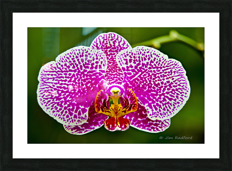 Pink Orchid Picture Frame print