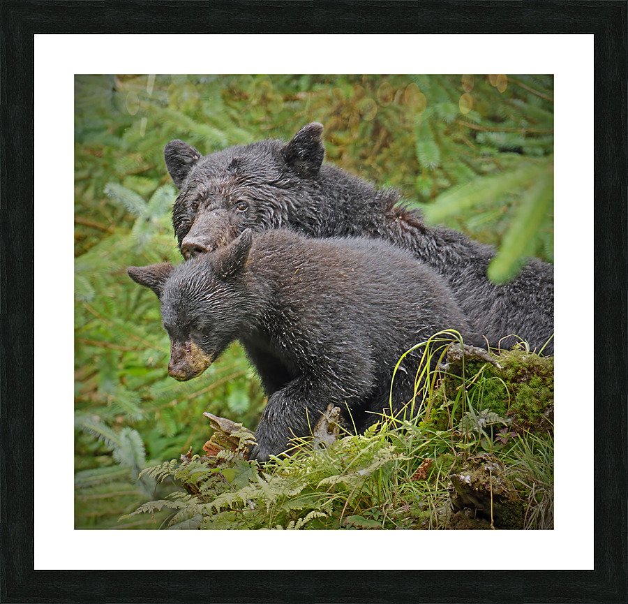 Mom and Cub Impression et Cadre photo