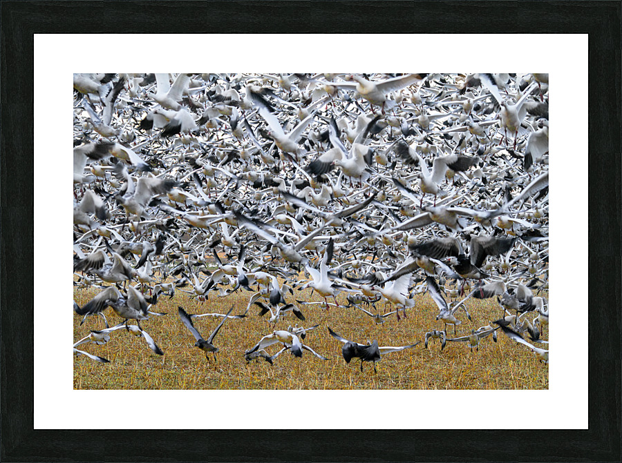 Lift Off  Picture Frame print