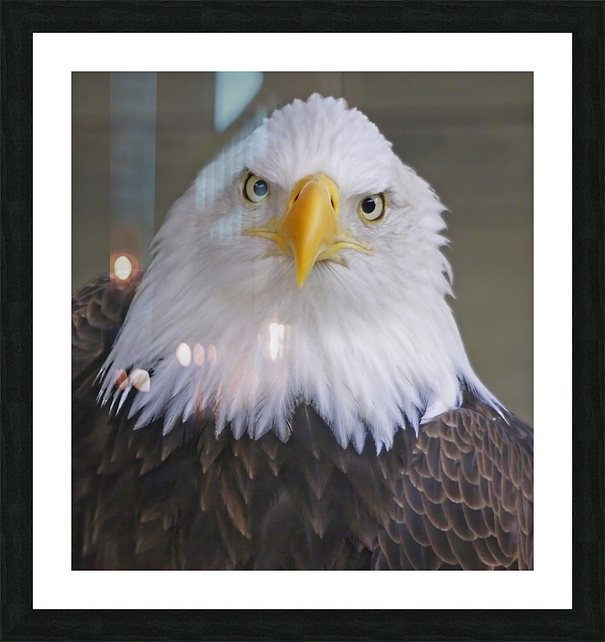 Bald eagle  Impression et Cadre photo