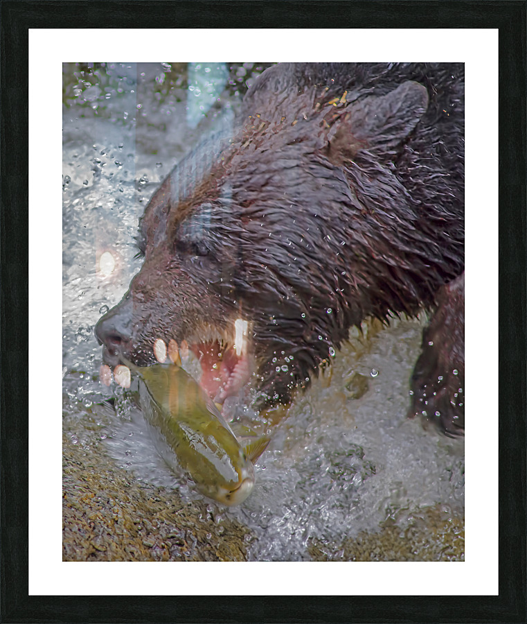 Grizzly bear and dinner Picture Frame print