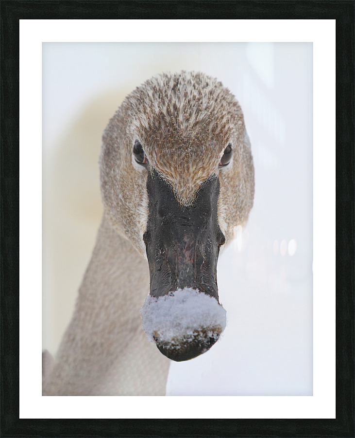 Trumpter swan Picture Frame print