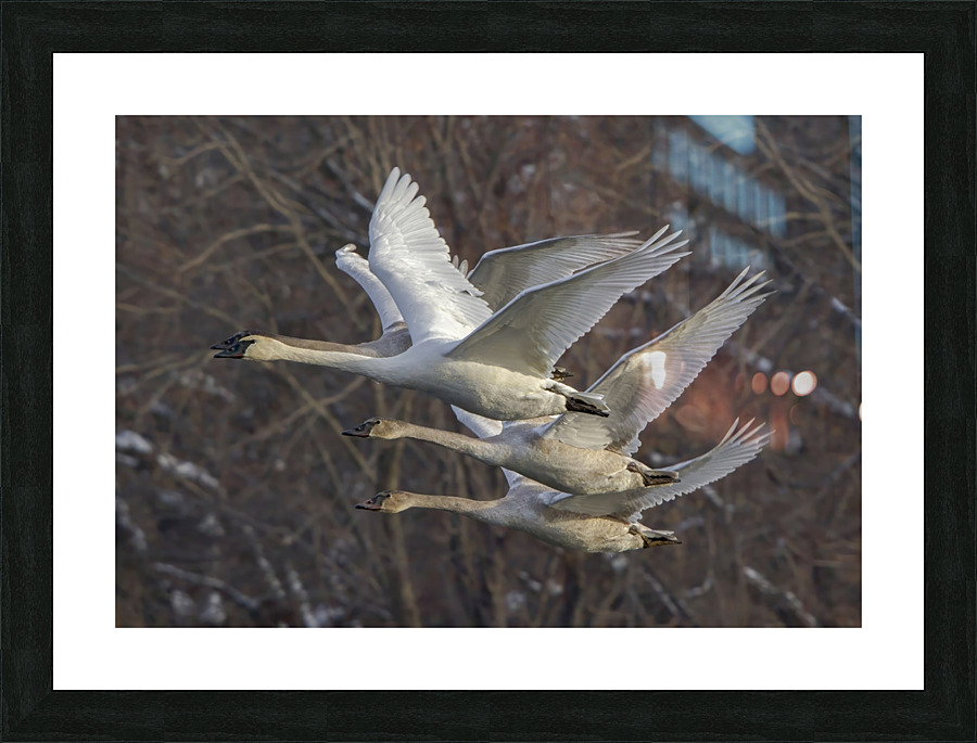 Trumpter swans Impression et Cadre photo