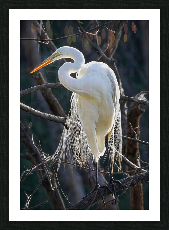White egret Picture Frame print