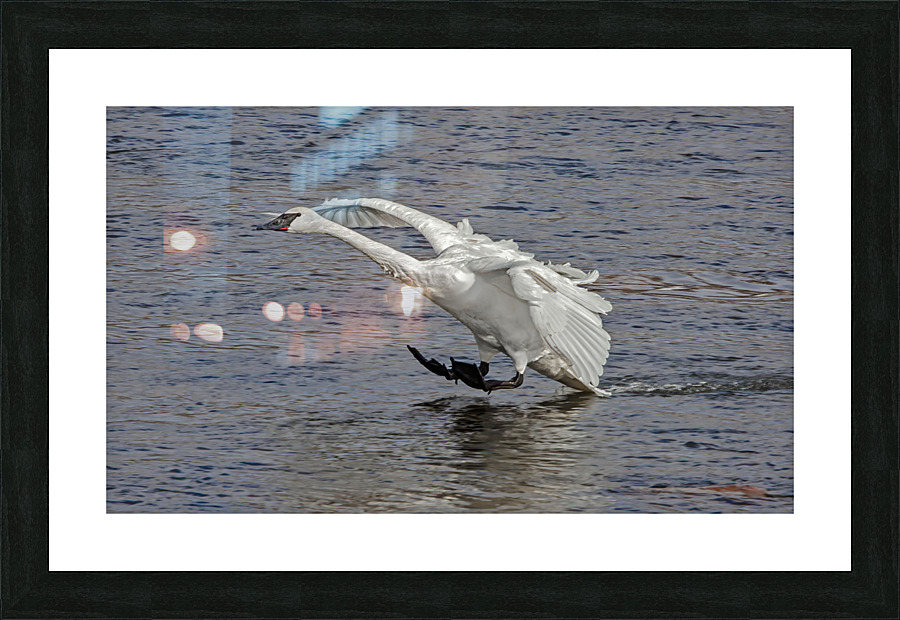 Three point landing   Picture Frame print