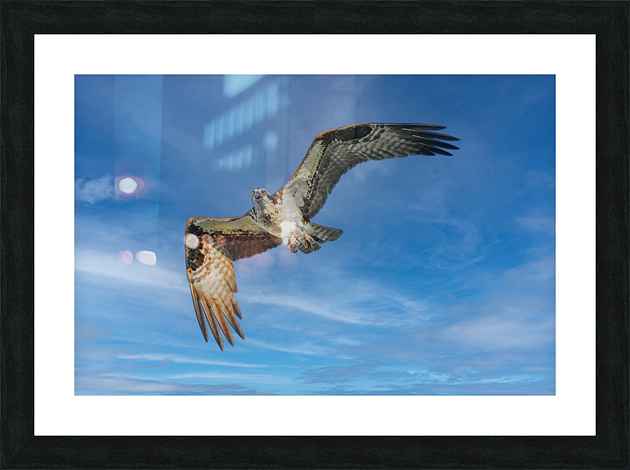 Osprey in flight Picture Frame print