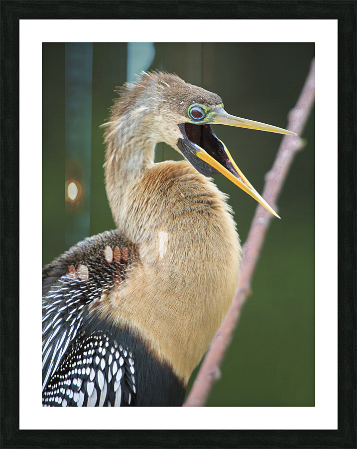Juvenile Anhinga Impression et Cadre photo
