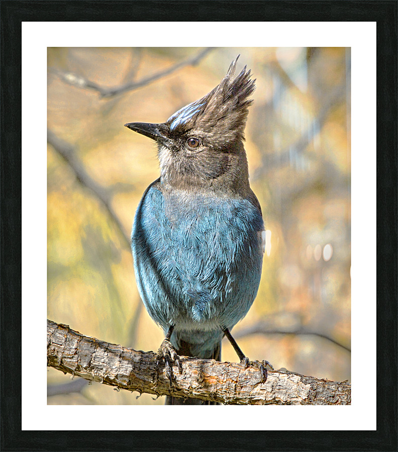 Steller Jay Picture Frame print