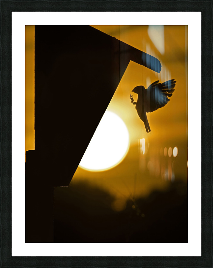 Tree Swallow Impression et Cadre photo