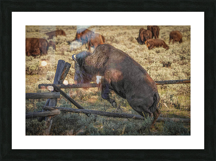 Bison leaping Impression et Cadre photo