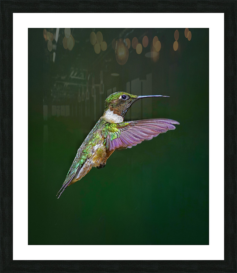 Ruby-throated hummingbird Impression et Cadre photo