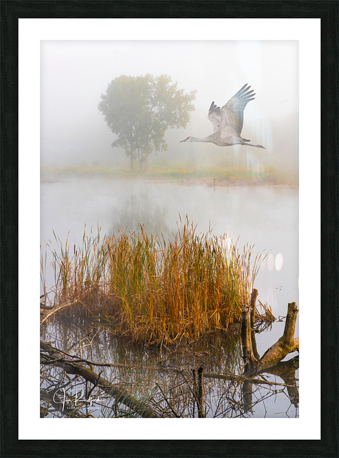 Crane over inland waters  Impression et Cadre photo