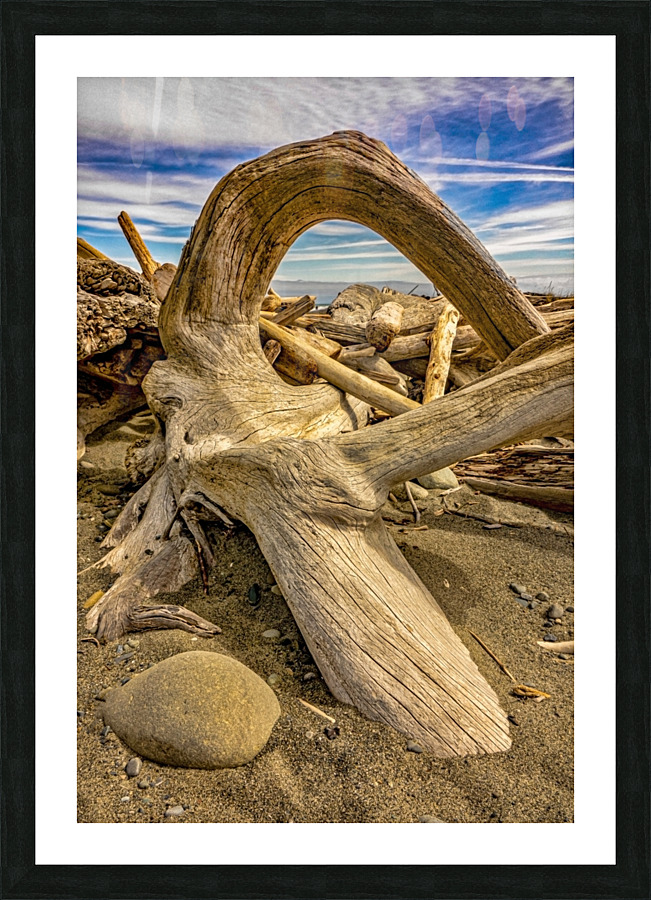 Drift wood in Washington Picture Frame print