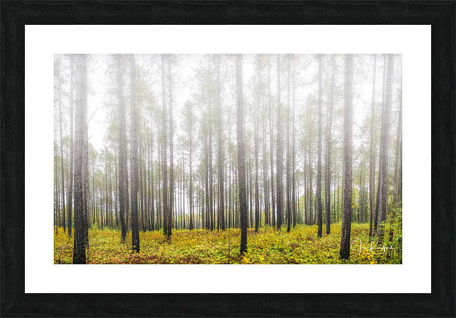 Morning mist near Lutsen Picture Frame print