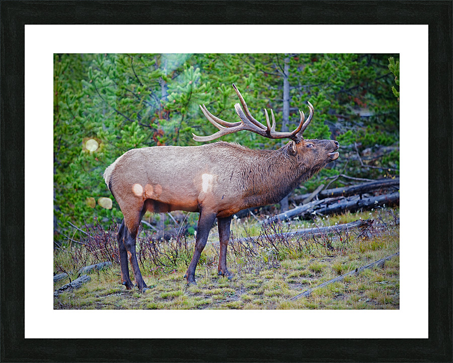 Alert call — bull elk Impression et Cadre photo