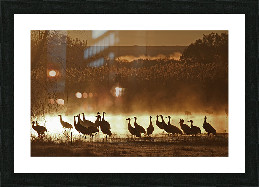 Sandhill crane migration Impression et Cadre photo