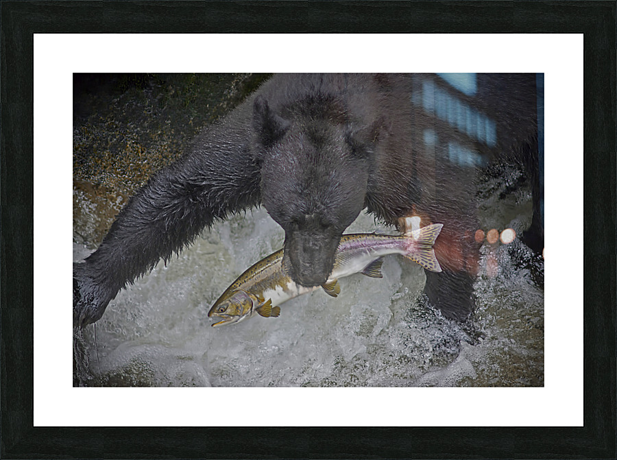 Black bear dinner Picture Frame print