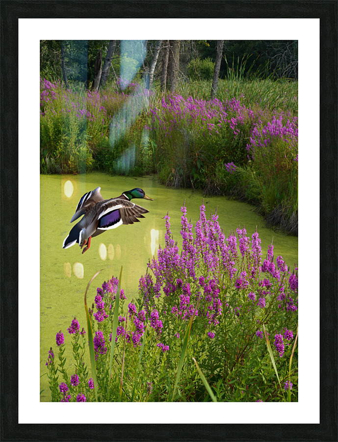 Mallard in flower pond Picture Frame print