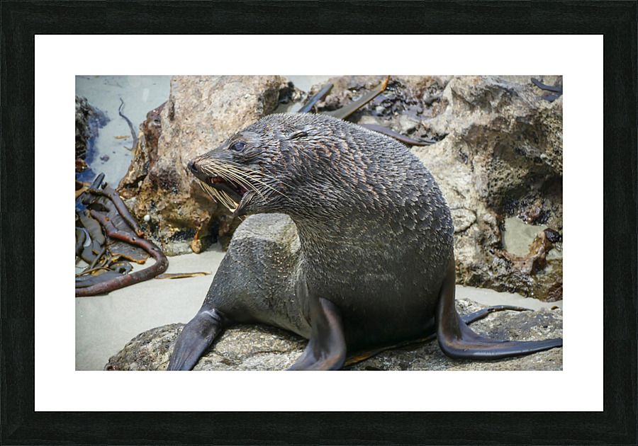 New Zealand fur seals Picture Frame print
