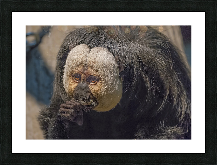 Speak no evil  Picture Frame print