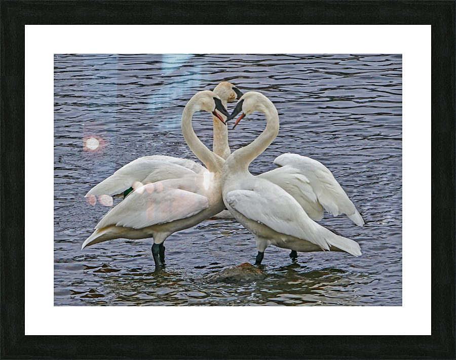 Hearty Swans Picture Frame print