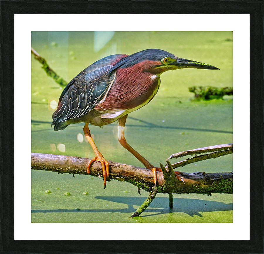 Green Heron  Picture Frame print