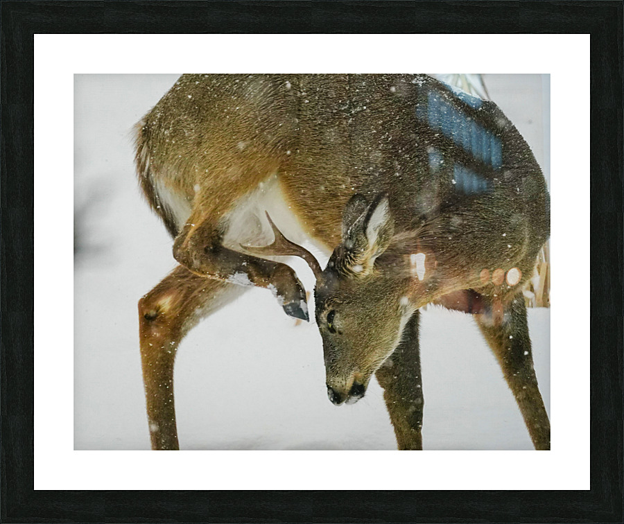 White tail scratching Picture Frame print