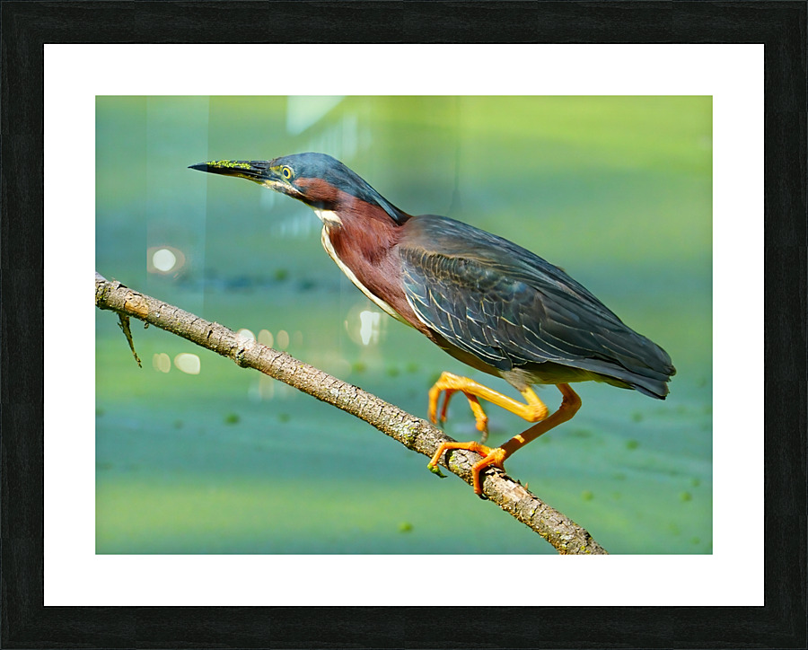 Green Heron hunting Picture Frame print