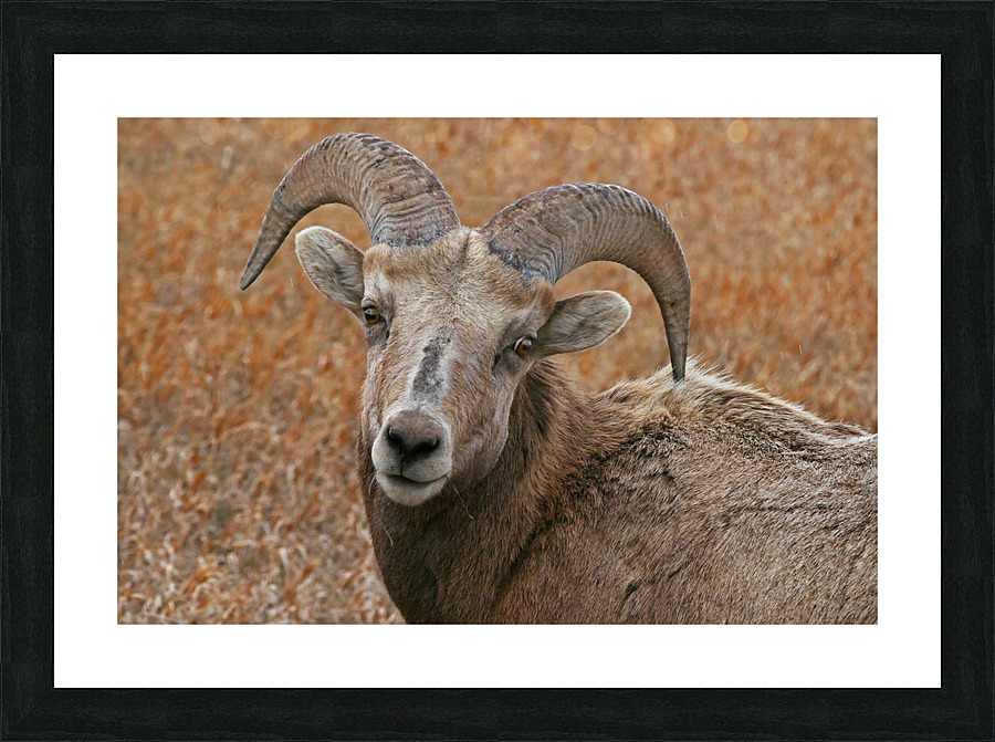 The look- bighorn sheep Impression et Cadre photo