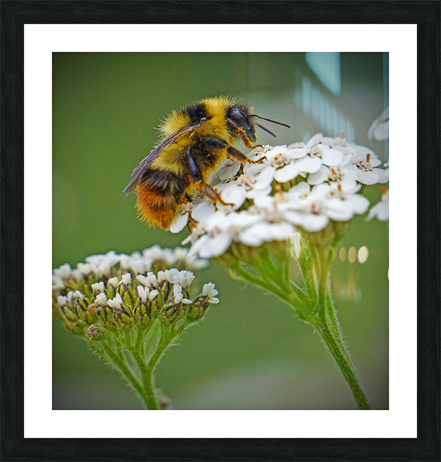 Honeybee on flower Picture Frame print
