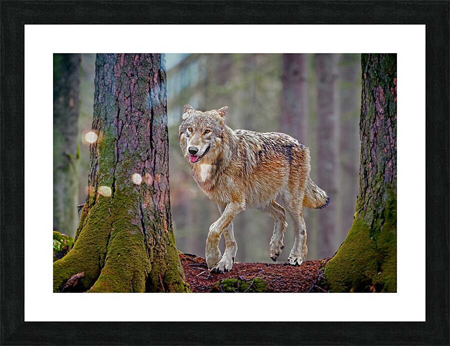 Call of the wild  Picture Frame print