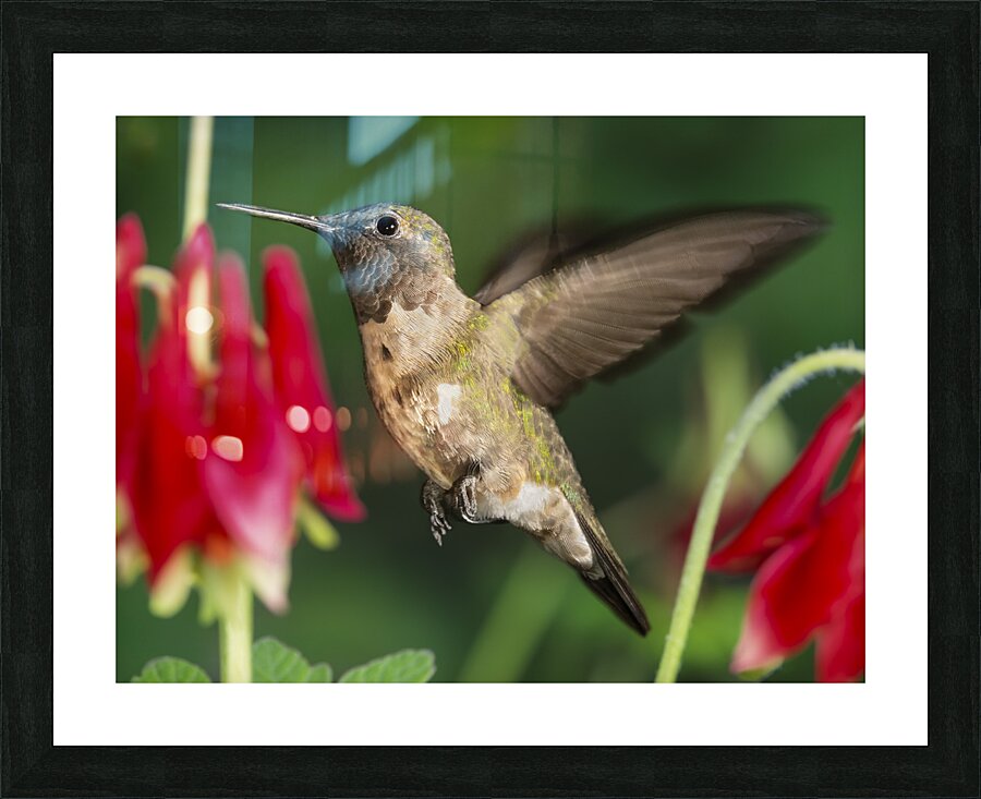 Hummer in the red Picture Frame print