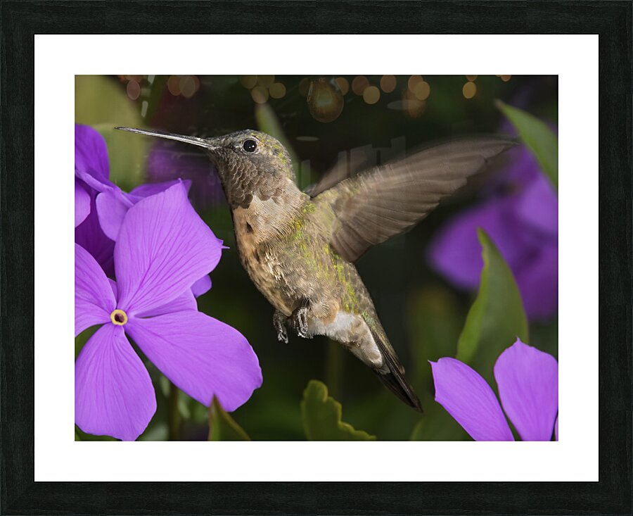 Hummer in the purple Picture Frame print