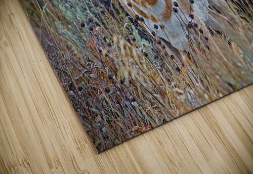 Pronghorn Antelope Jim Radford puzzle