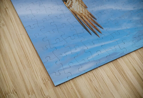 Osprey in flight Jim Radford puzzle