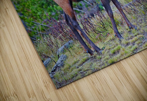 Alert call — bull elk Jim Radford puzzle