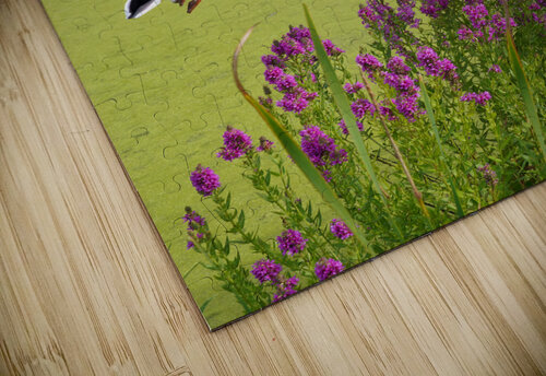 Mallard in flower pond Jim Radford puzzle