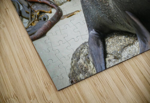 New Zealand fur seals Jim Radford puzzle