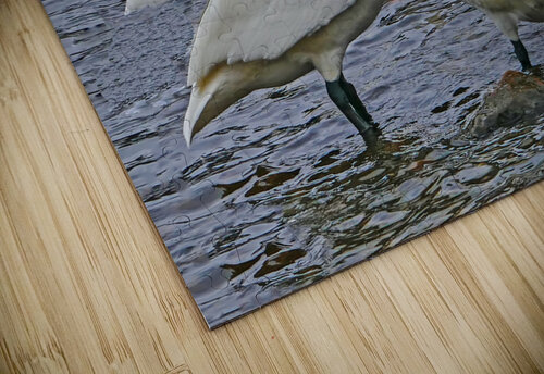 Hearty Swans Jim Radford puzzle