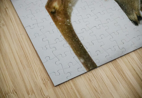 White tail scratching Jim Radford puzzle