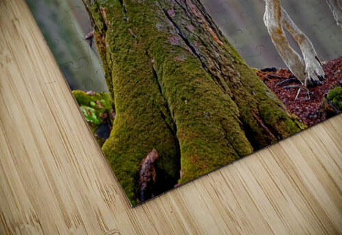 Call of the wild  Jim Radford puzzle