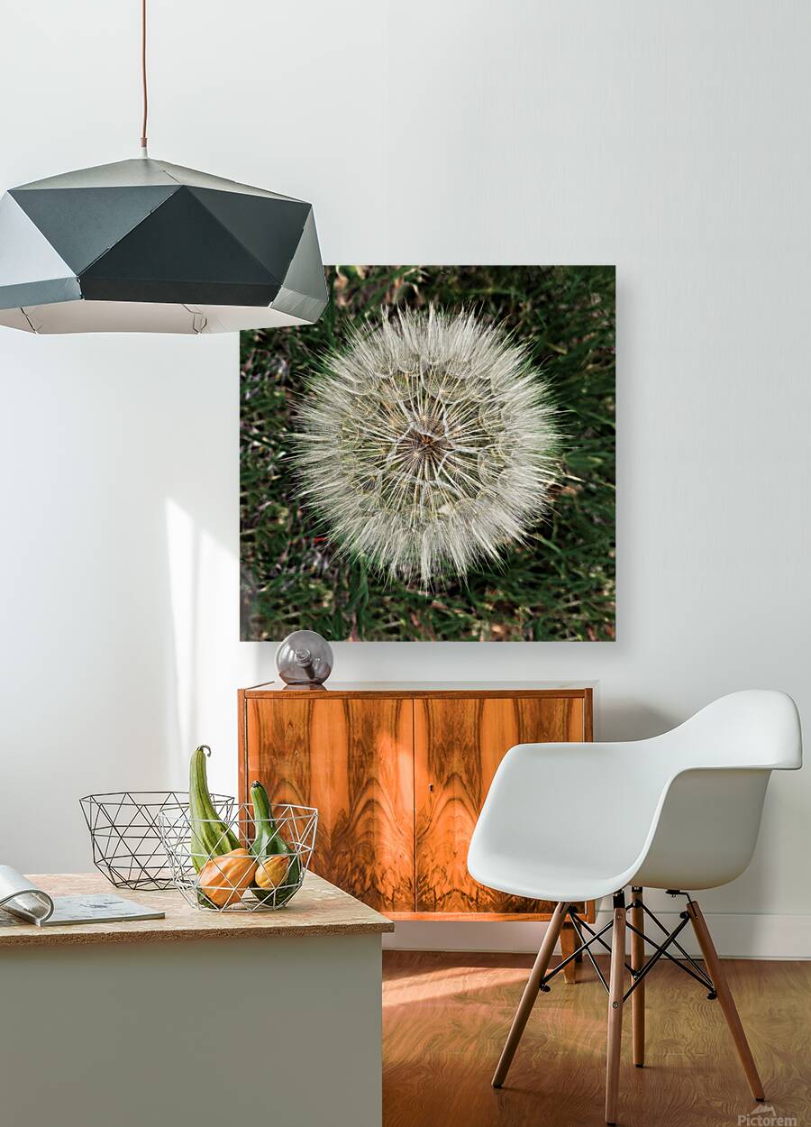 Dandelion Blow-ball Reproduction