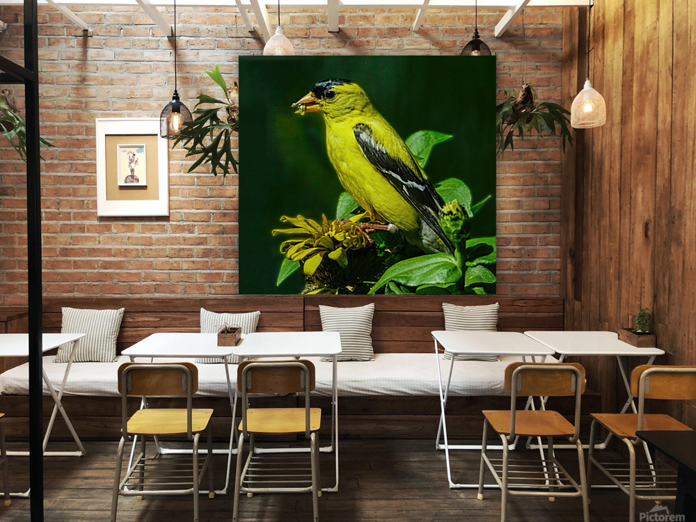 Goldfinch Feeding Reproduction