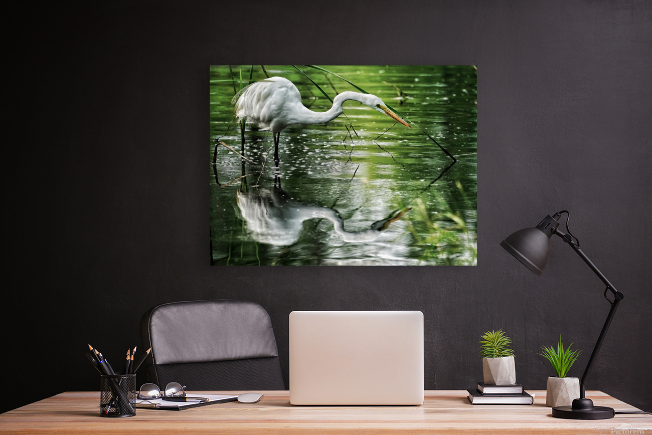 Feeding Egret Reproduction