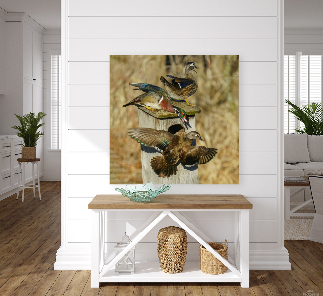 Wood duck squabble Reproduction