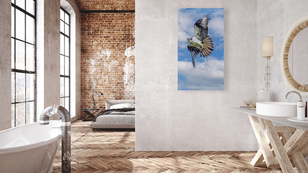 Osprey on the hunt Reproduction