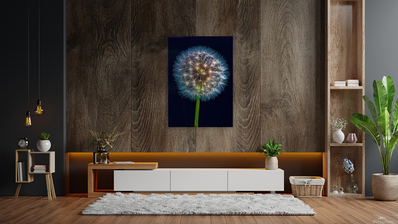 Dandelion Burst Reproduction